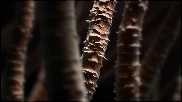 Two hair pieces being tested for hydration and water retention