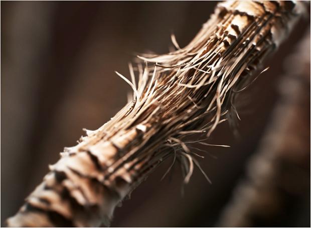 Close up of hair cortex breaking