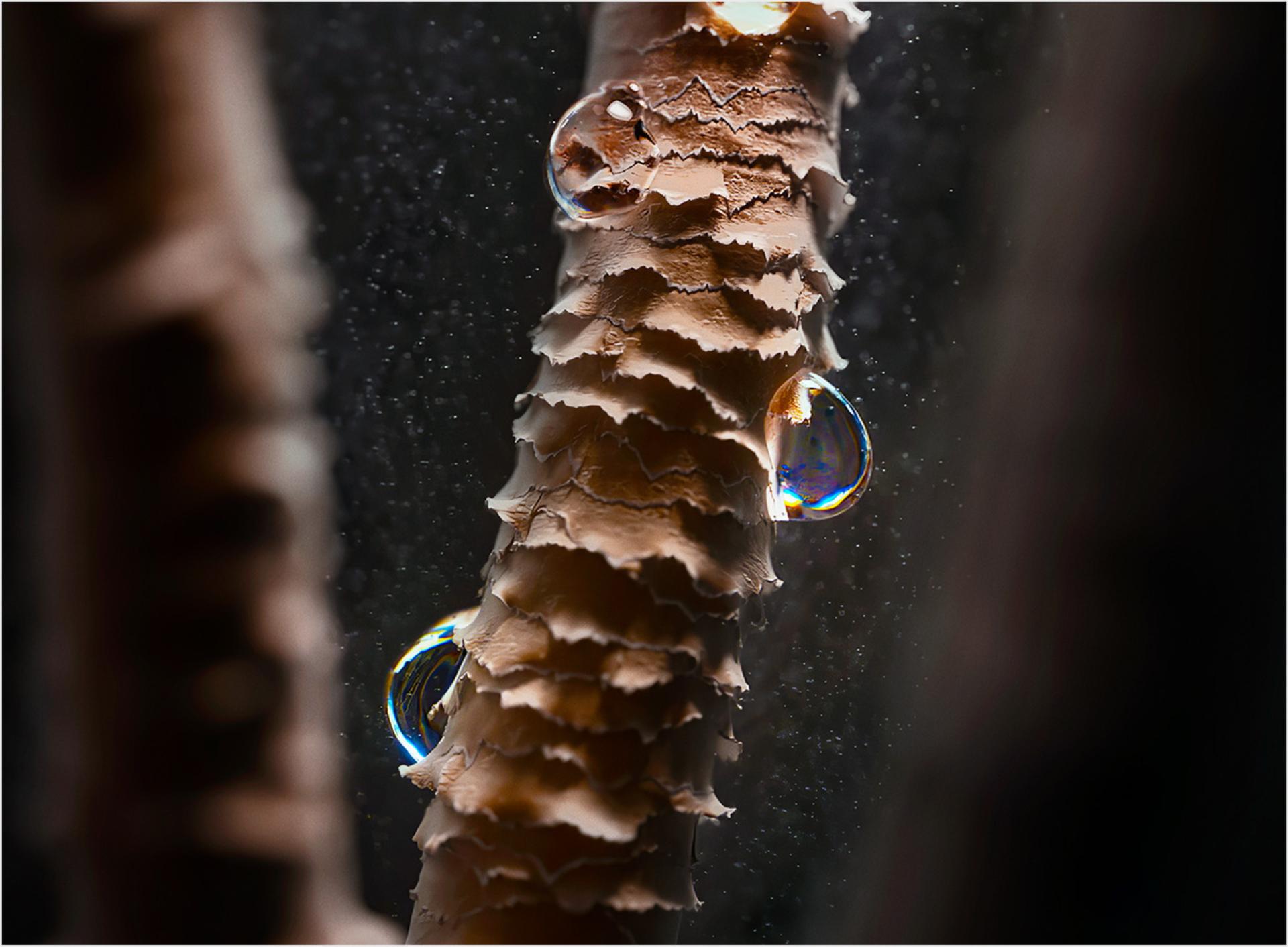 Close up of a hair cortex coated in water