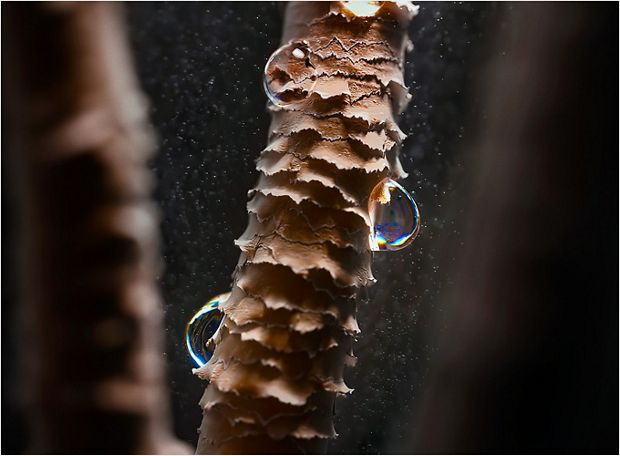 Close up of a hair cortex coated in water