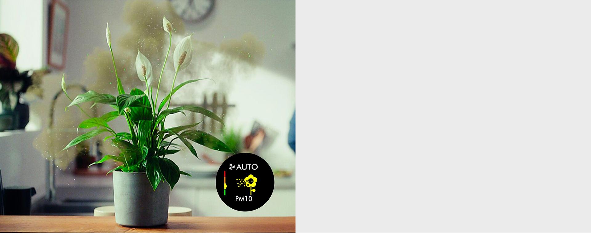 نبات منزلي يُطلِق غبار اللقاح في الهواء.