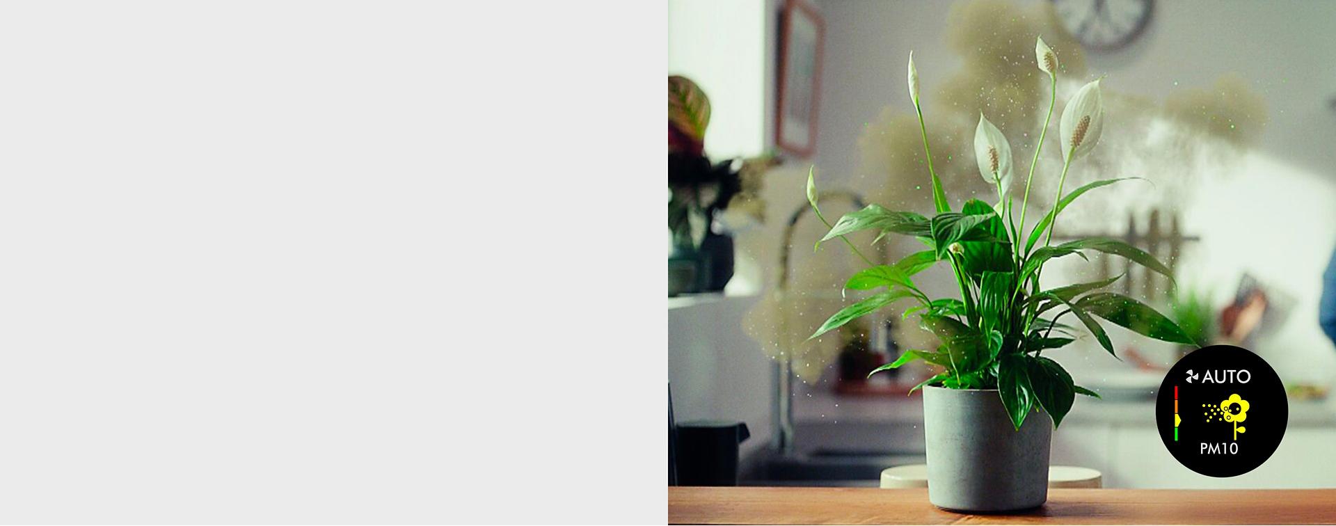 A house plant releasing pollen into the air.