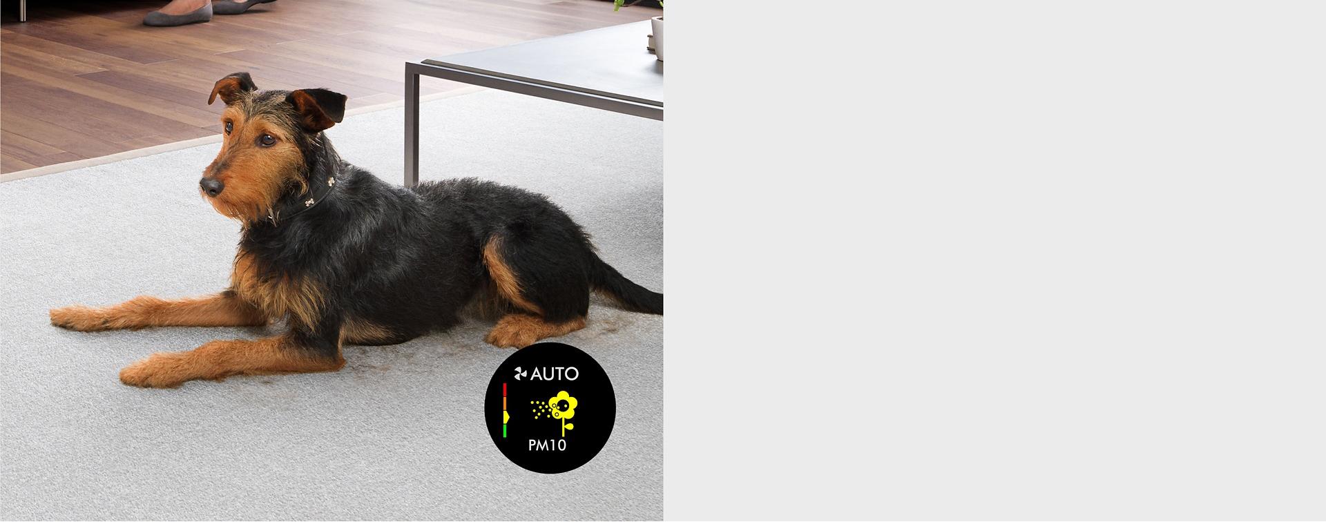 كلب يتساقط فروه على السجادة.