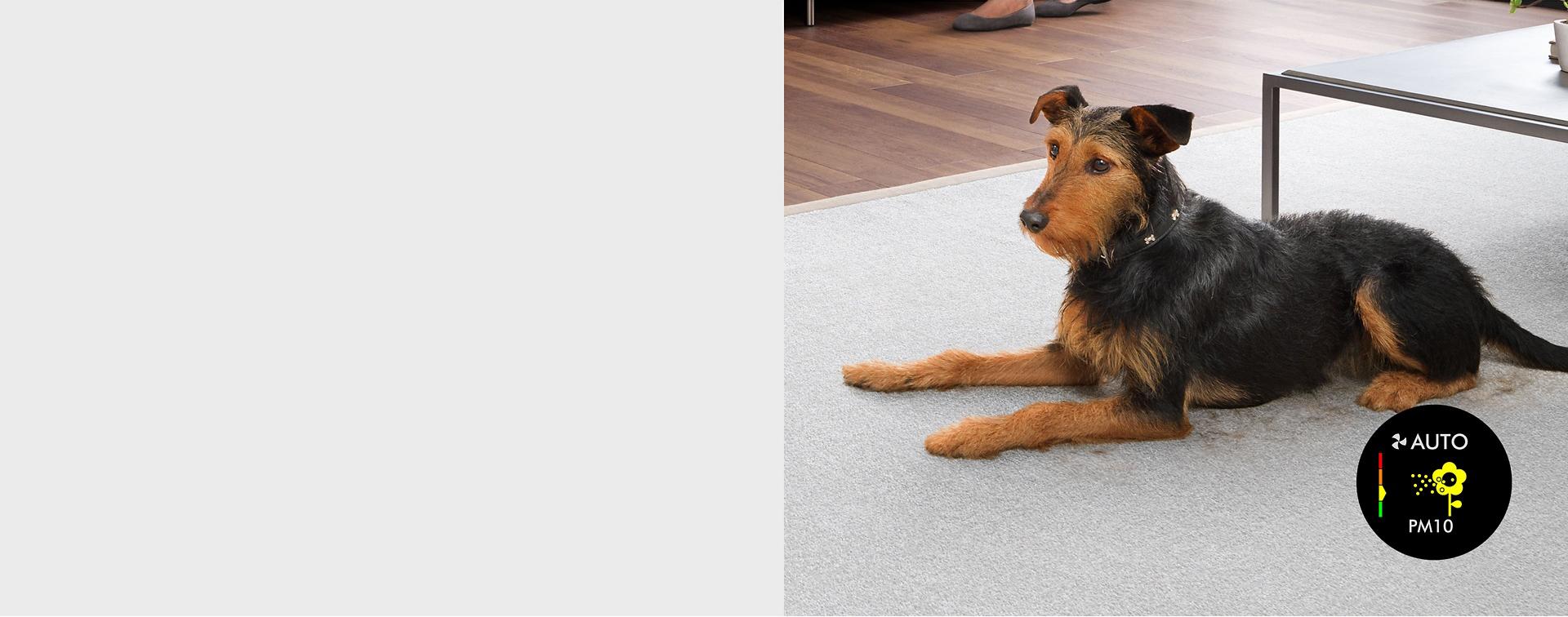 A dog shedding fur on the carpet.