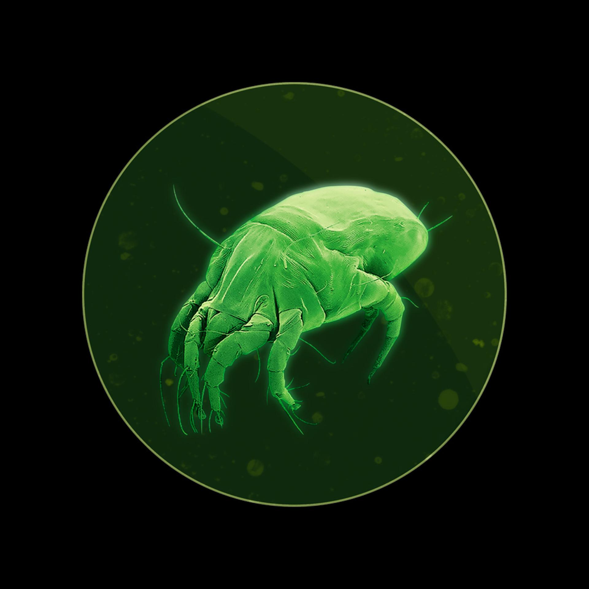 Microscopic image of a dust mite.