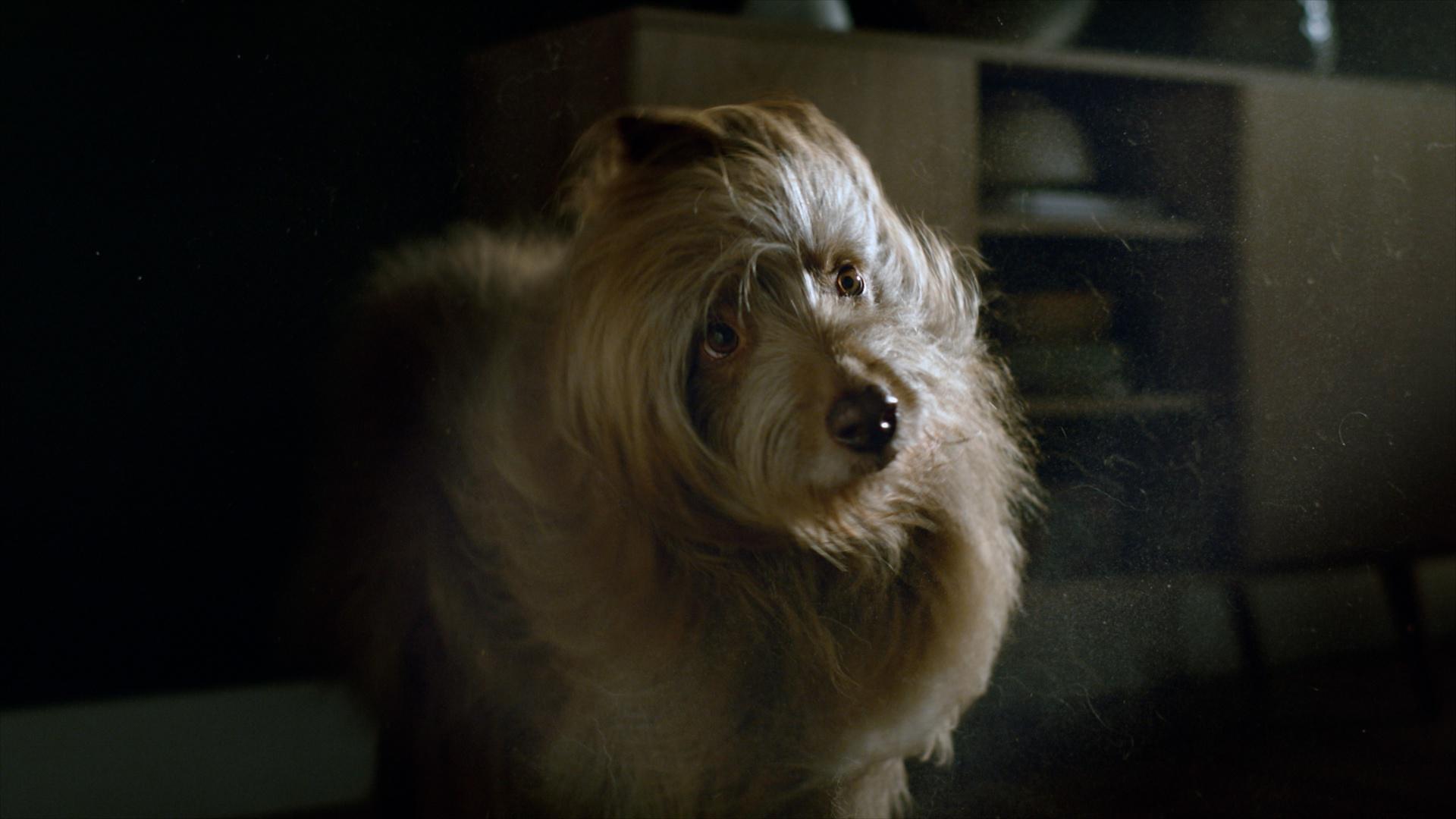 The truth about pet hair and allergens