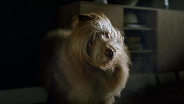 The truth about pet hair and allergens