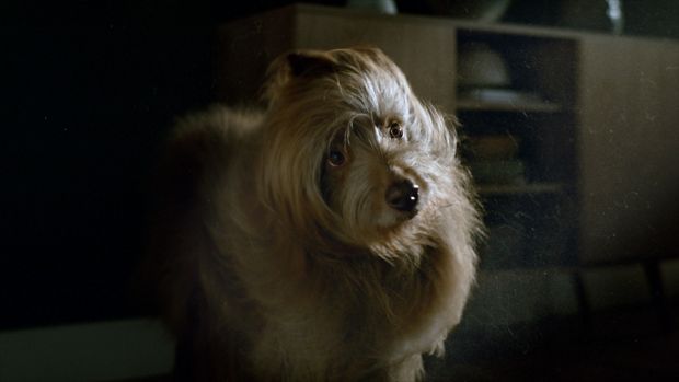 The truth about pet hair and allergens