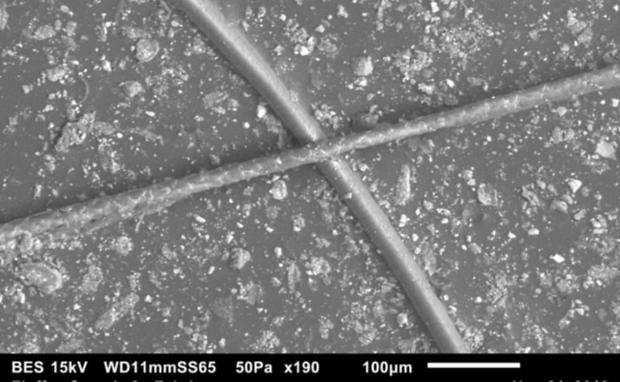 obraz mikroskopowy łupieżu zwierzęcego