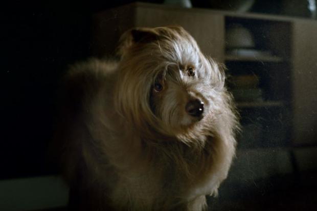 Evcil hayvan tüyü ve alerjenler hakkındaki gerçekler