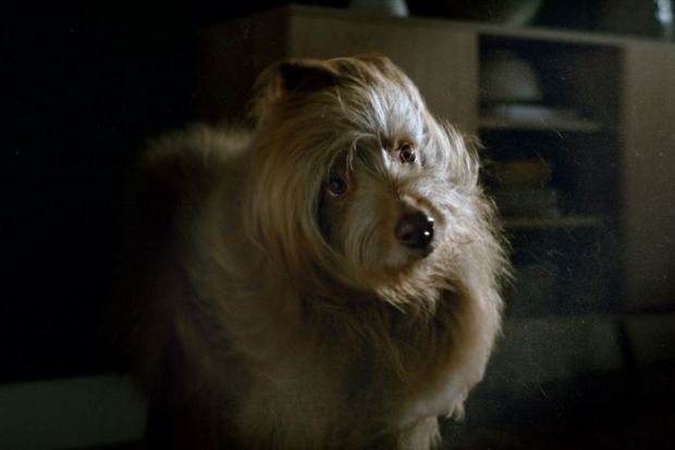 Evcil hayvan tüyü ve alerjenler hakkındaki gerçekler