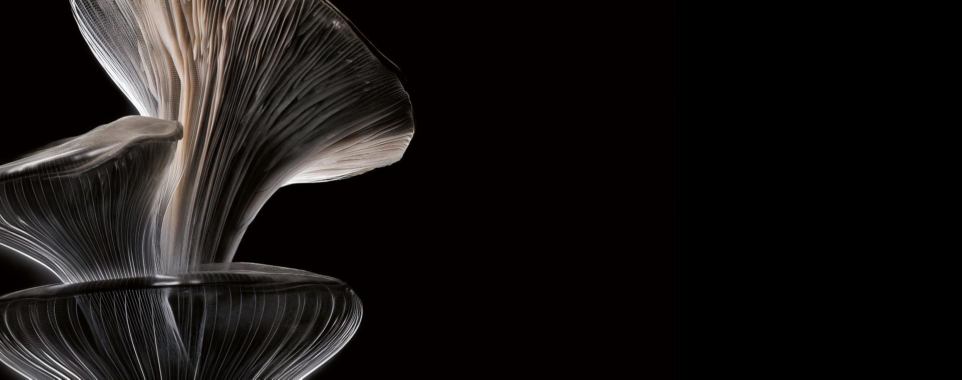 Oyster mushrooms on a black background