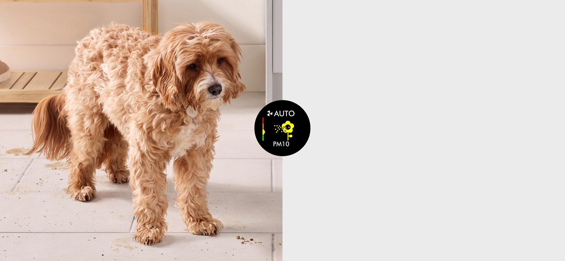 كلب يقف في الردهة مع وجود الأتربة والأوساخ على الأرض من حوله.