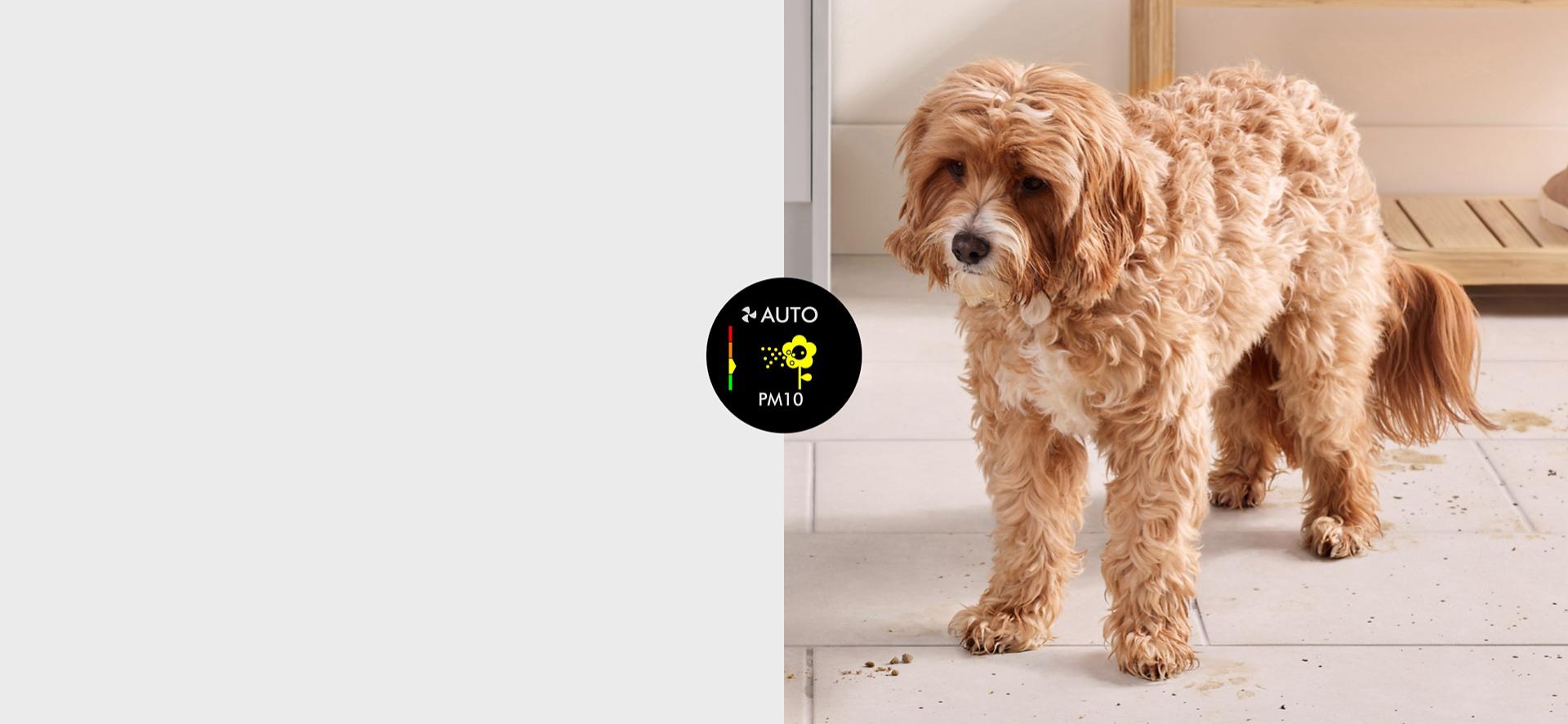 A dog stands in a hallway with dirt and debris on the floor around it.