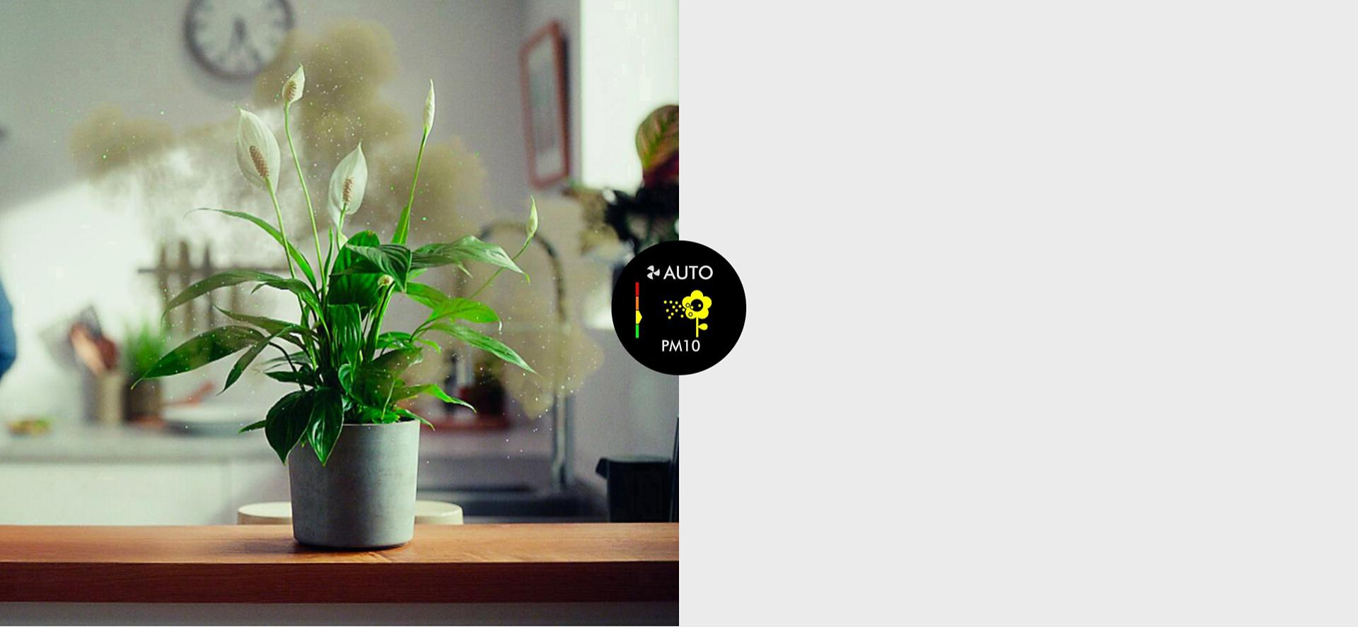 نبتة على جانب مطبخ تتساقط منها سحب من غبار اللقاح.