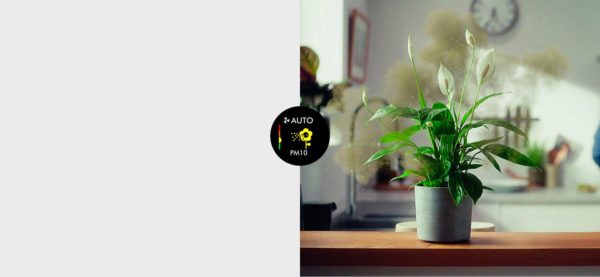 A plant on a kitchen side with clouds of pollen coming from it.