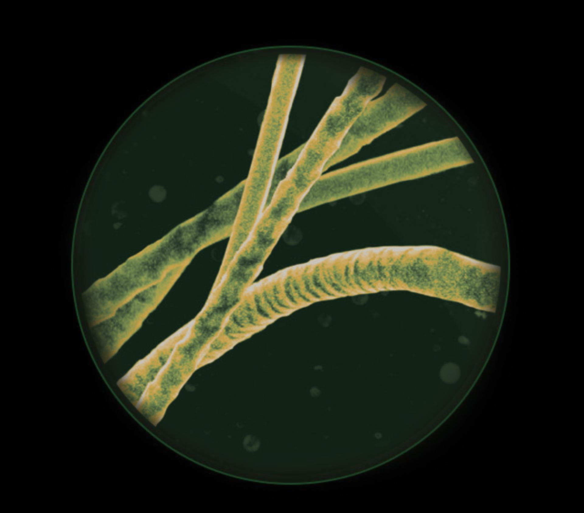 مخطط لوَبر الحيوانات الأليفة