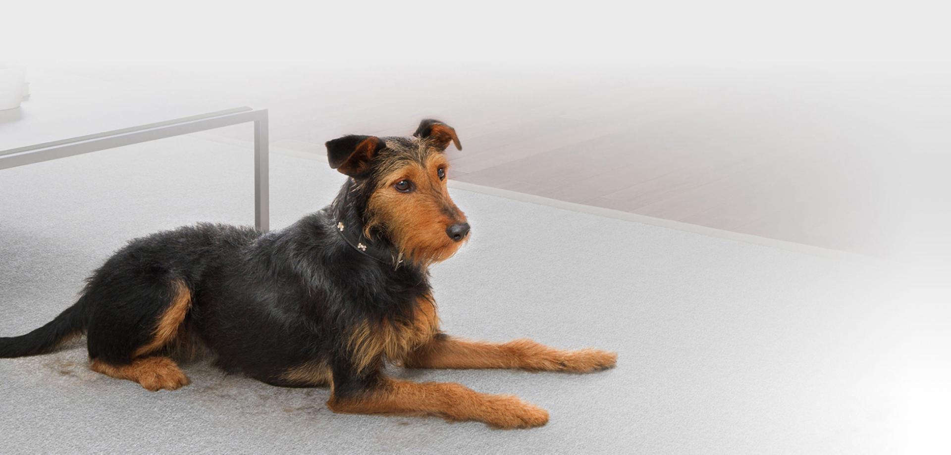 كلب في المنزل.