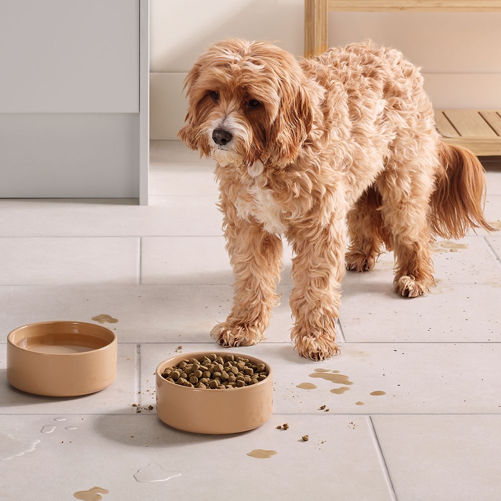 Proprietarul unui animal de companie folosește aspiratorul Dyson cu capătul cu rolă umedă Submarine pentru a curăța un lichid vărsat de un câine’s bowl.