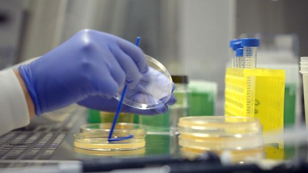 Mikrobiolog pracujący z szalkami Petriego i probówkami.