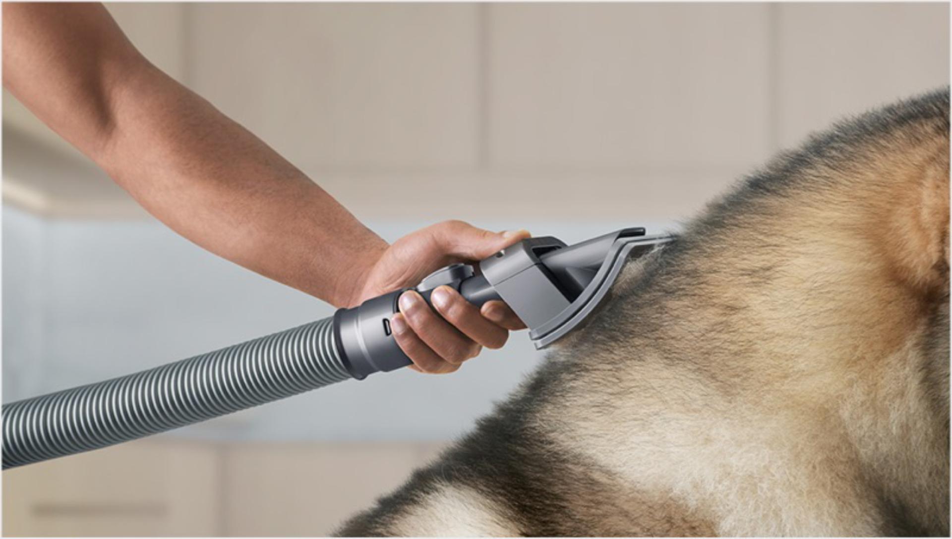 Close up of a Pet groom tool brushing a dog