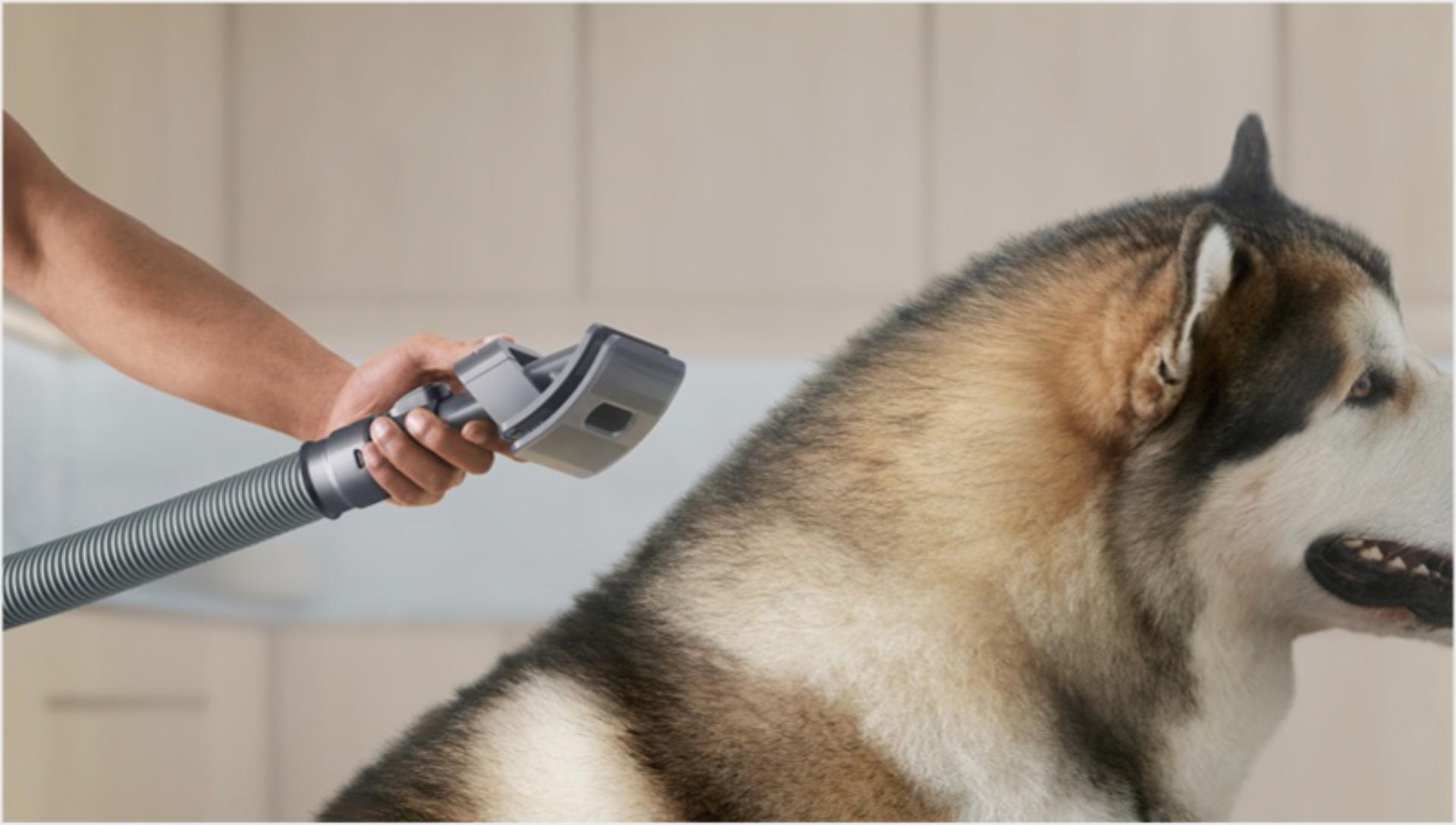 Close-up of the Pet groom tool's flexible bristles