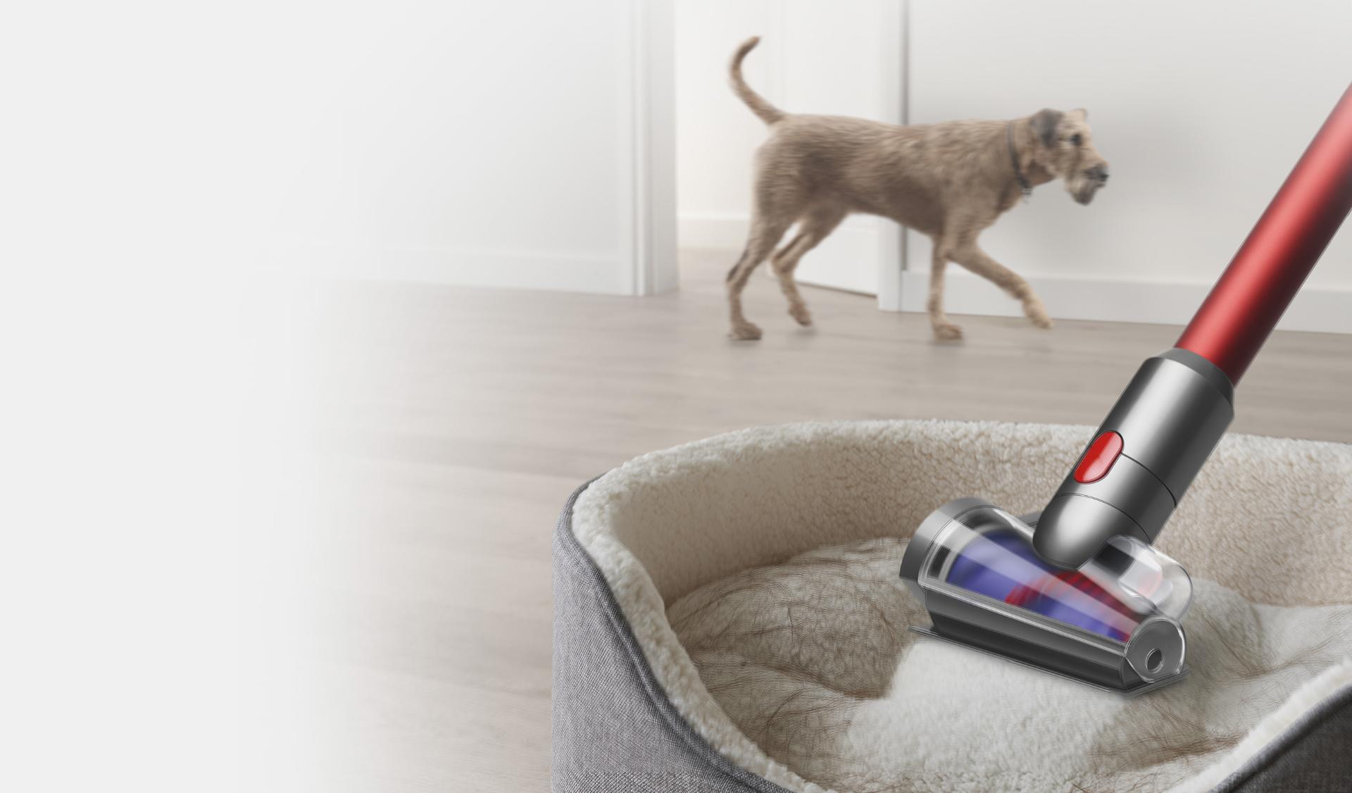 Odkurzacz Dyson Outsize z zamontowaną mini elektroszczotką ze stożkowym wałkiem zbiera sierści z psiego legowiska.