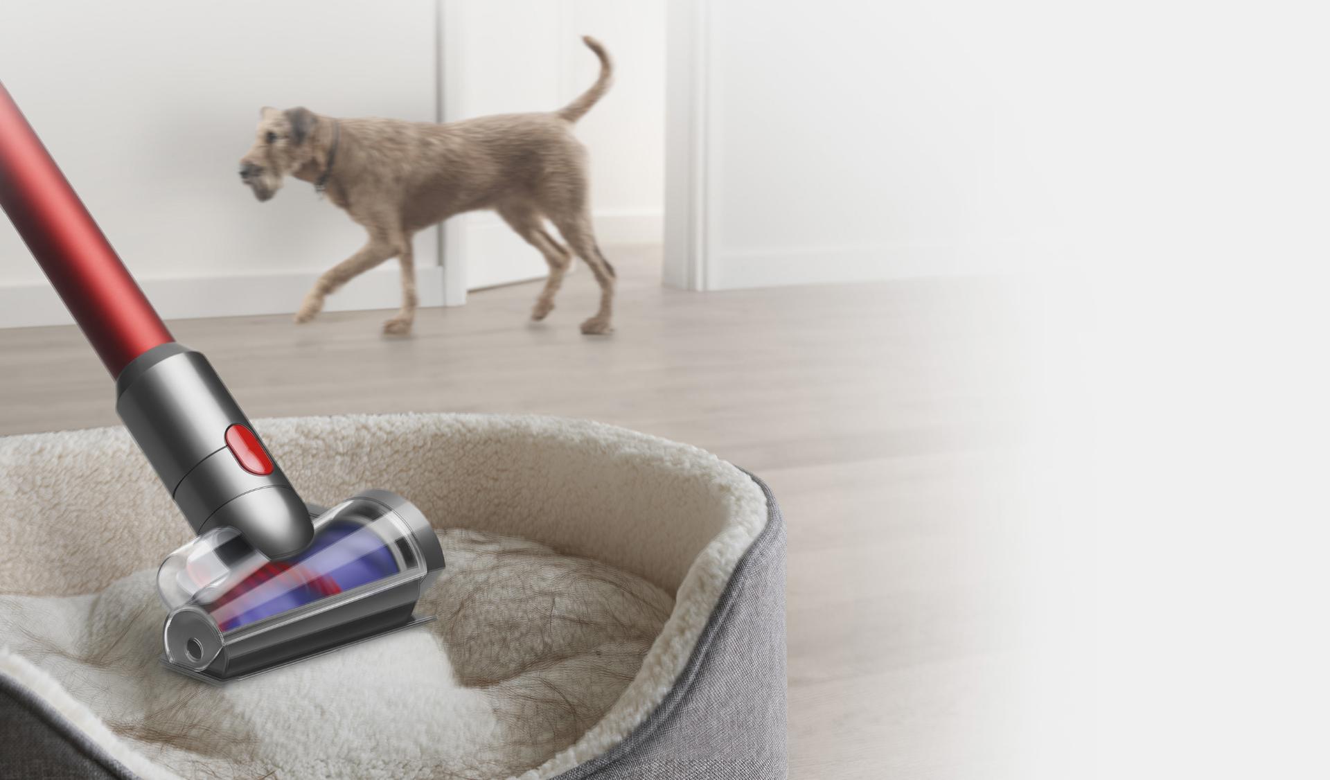 Dyson Outsize vacuum with Hair screw tool attachment cleaning hair from a dog bed