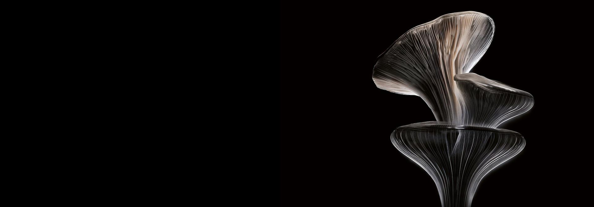 A close-up of oyster mushrooms.