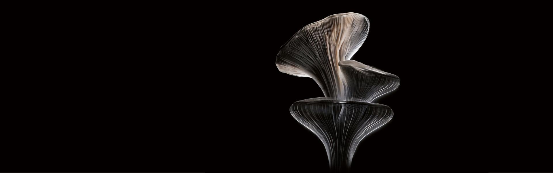 Oyster mushrooms on a black background