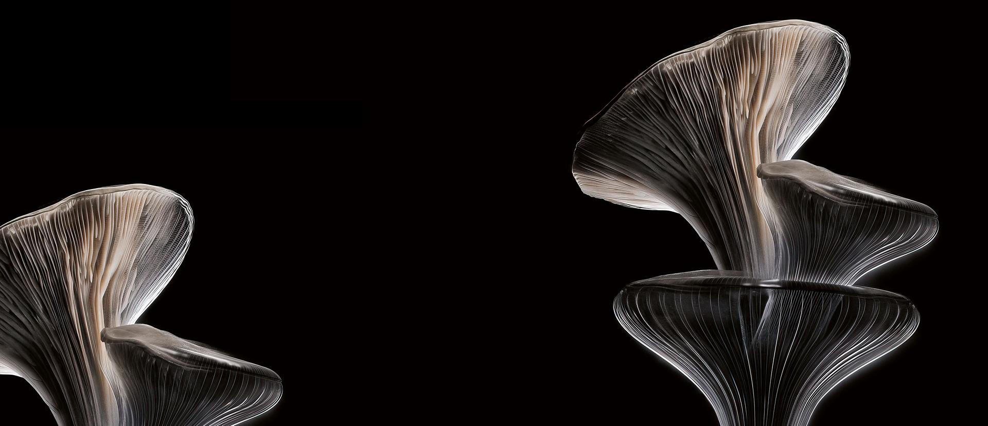 Oyster mushroom, showing detail of the gills.