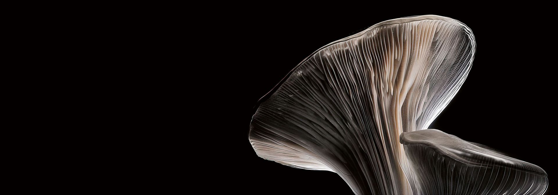 Oyster mushroom, showing detail of the gills.