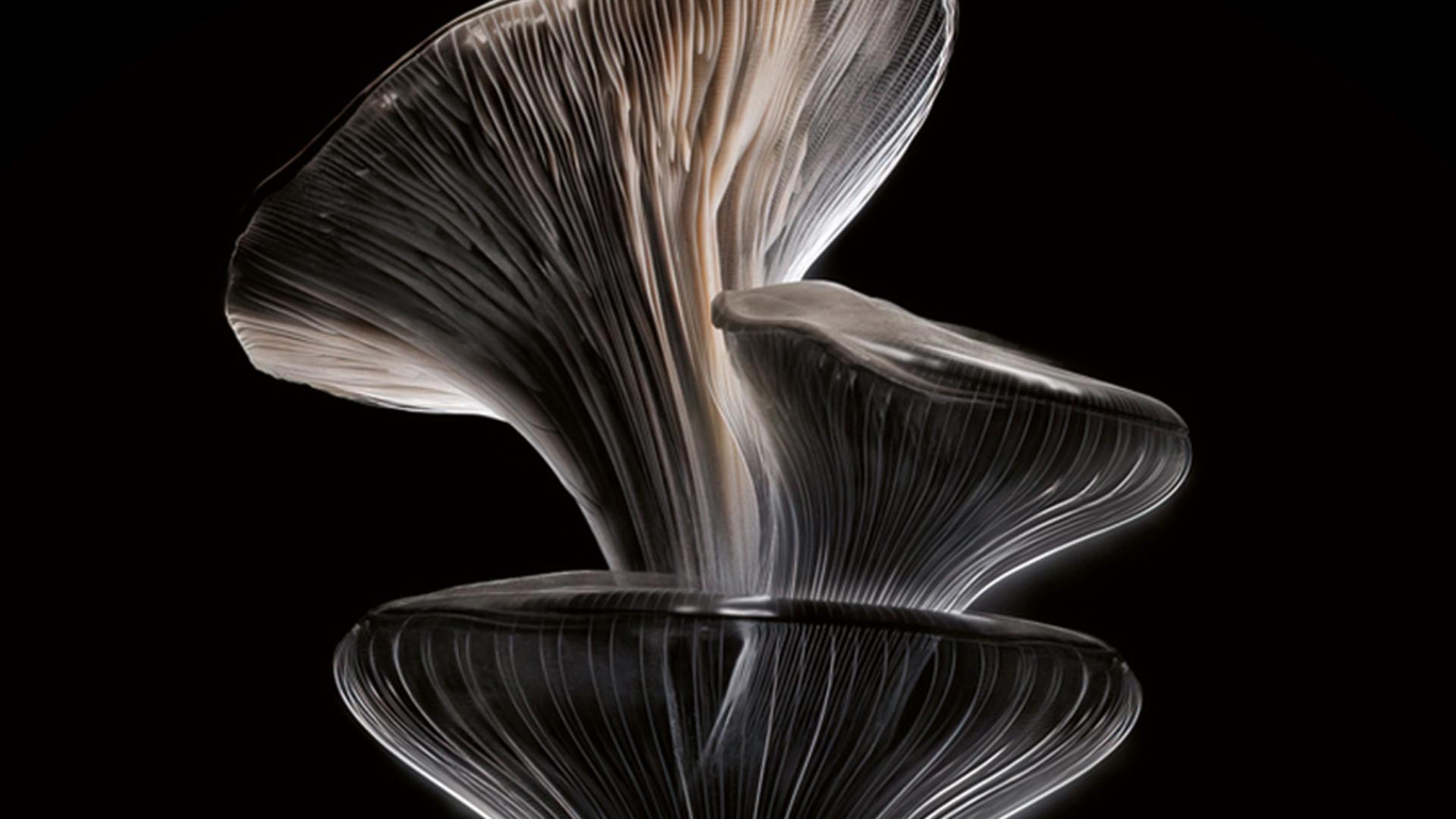 A stack of Oyster mushrooms on a dark background.