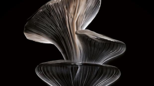 Un teanc de ciuperci Oyster pe un fundal întunecat.