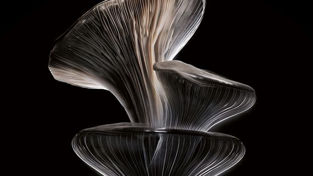 Un teanc de ciuperci Oyster pe un fundal întunecat.