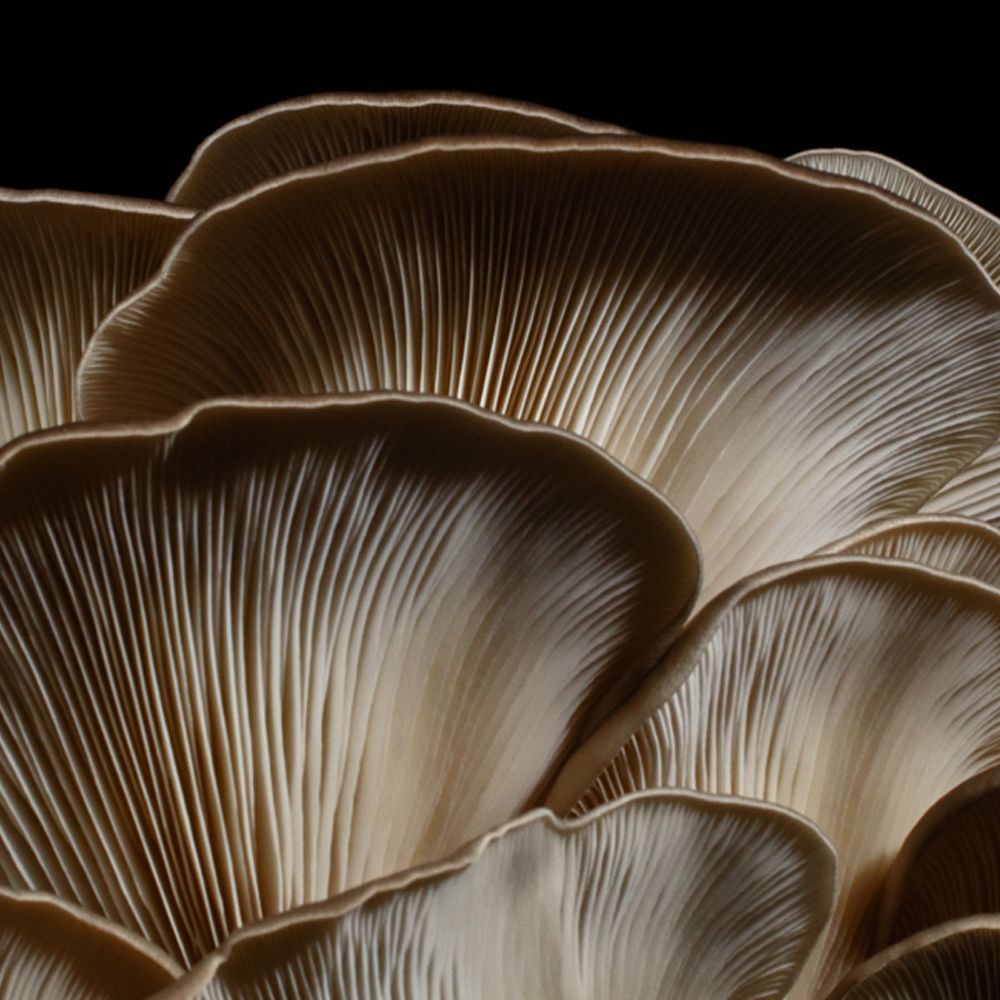 The underside of oyster mushroom caps showing the gills.