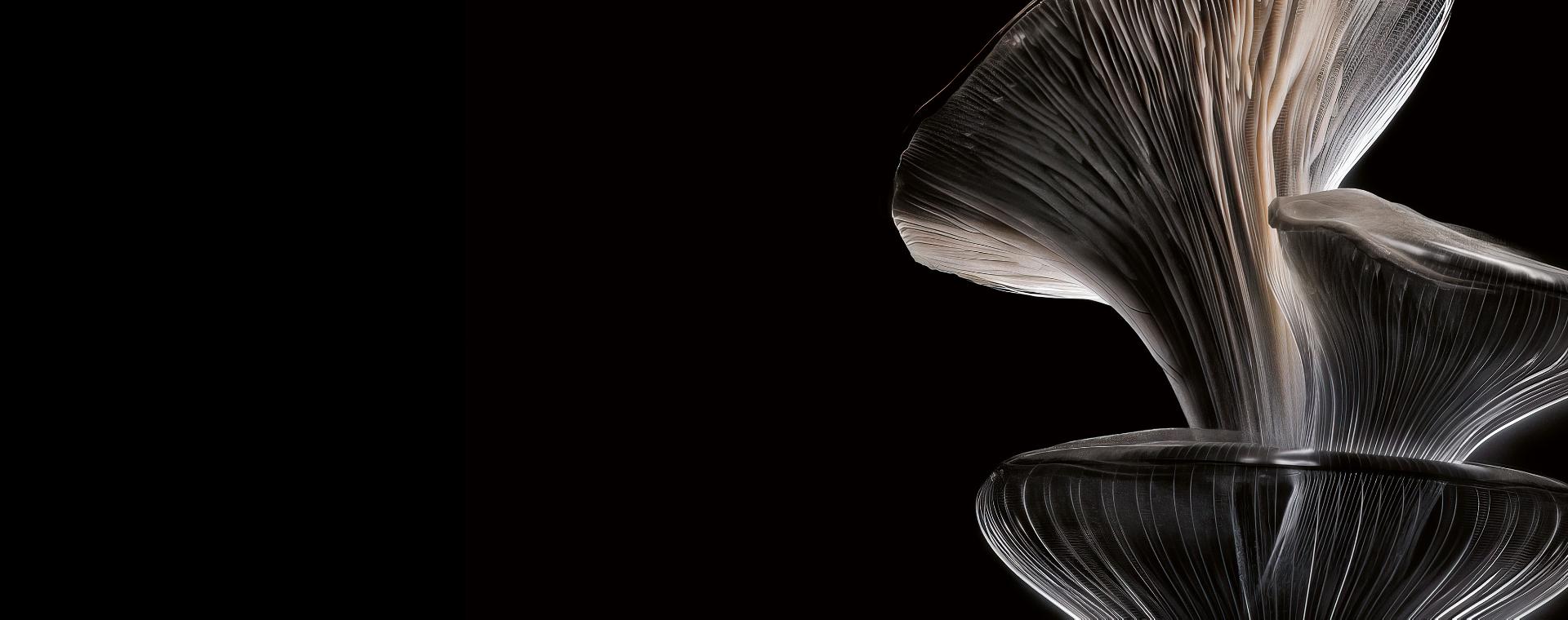An oyster mushroom on a dark background.