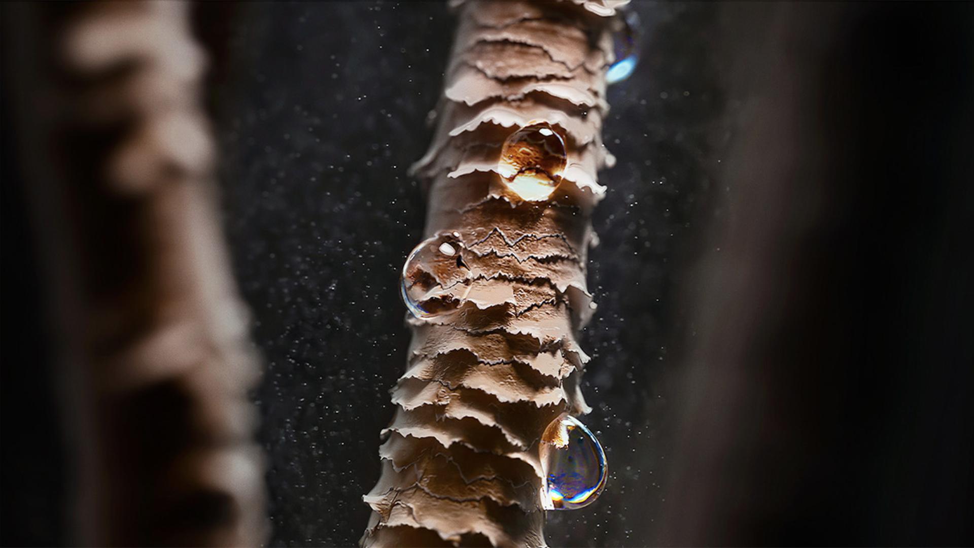 A close-up of damaged hair strands, with water droplets attached.