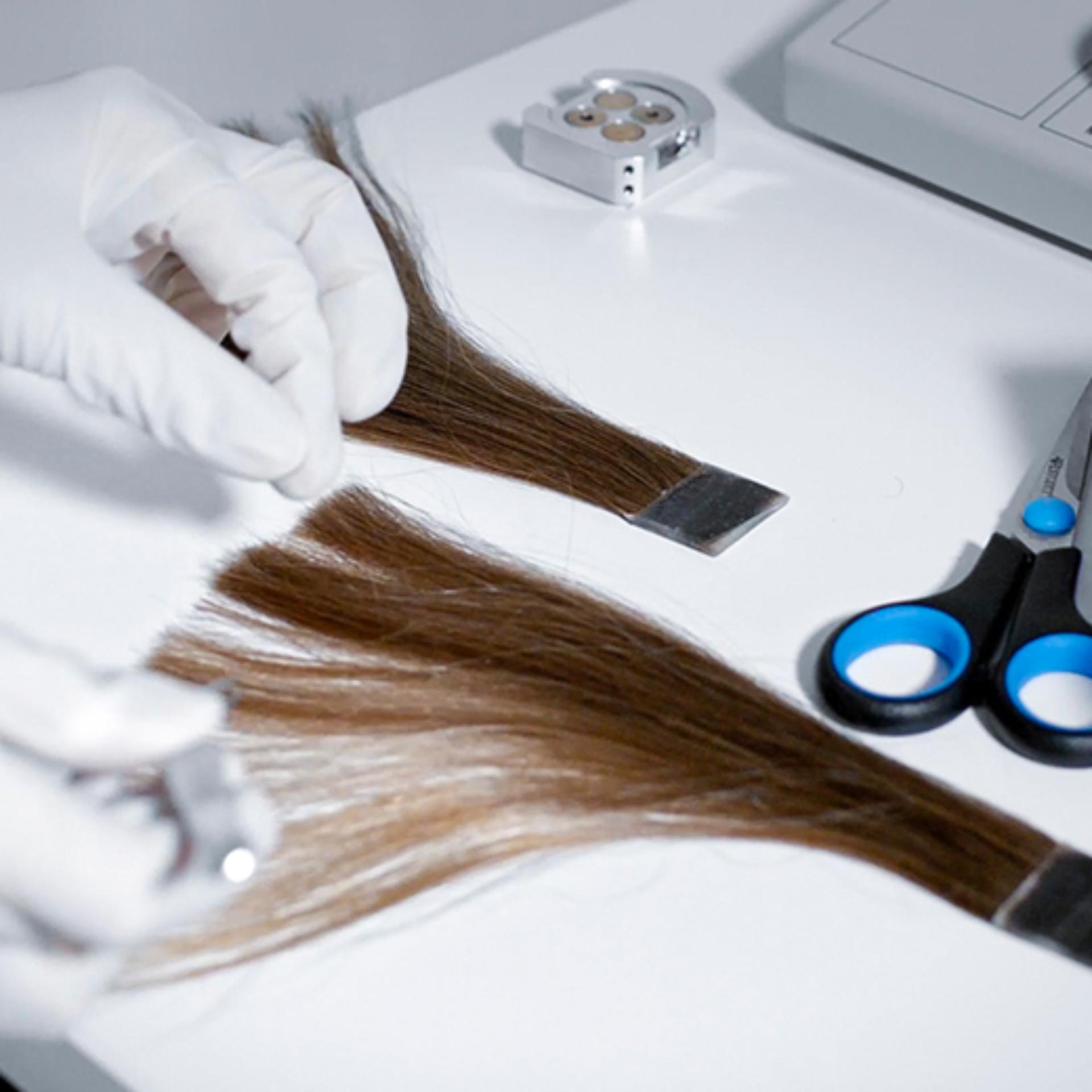 Real hair being tested in laboratory.
