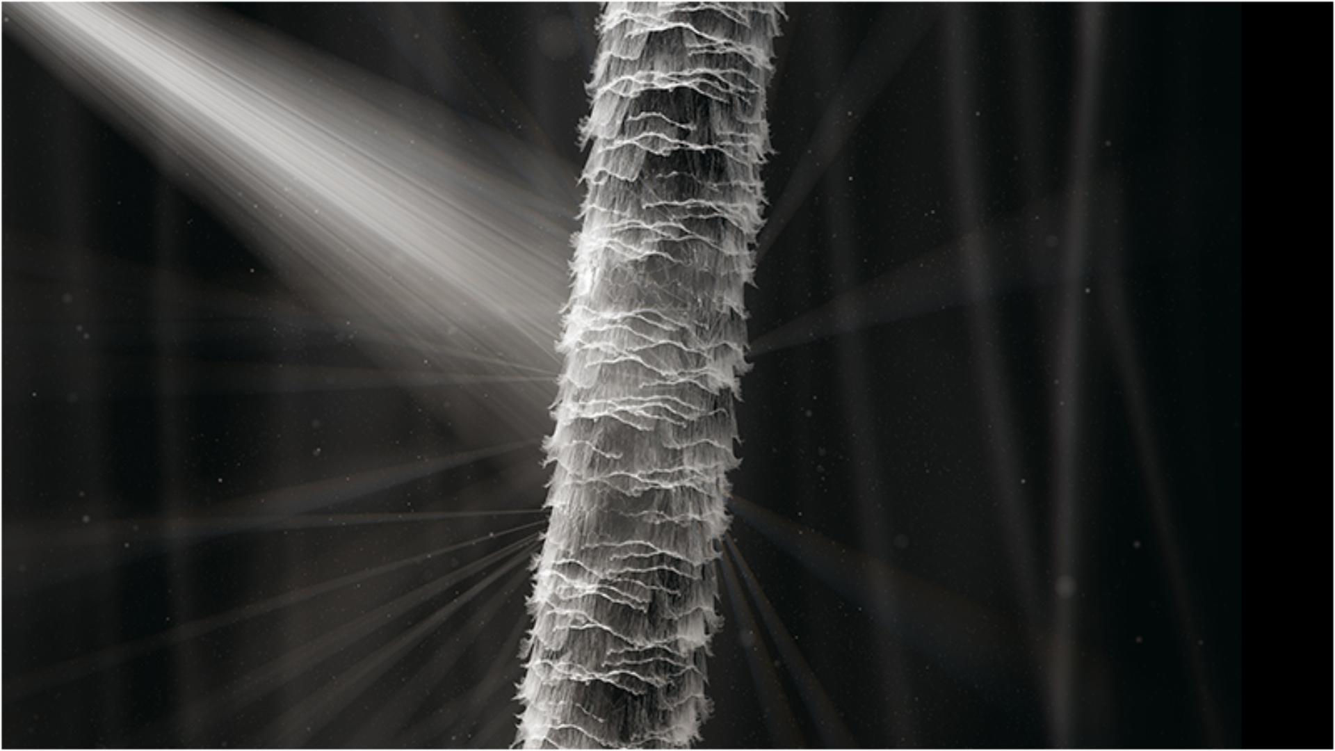 Lumina dispersată de pe părul deteriorat