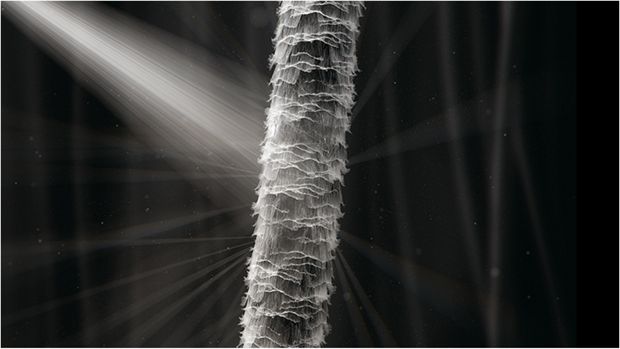 אור מפוזר משיער פגום