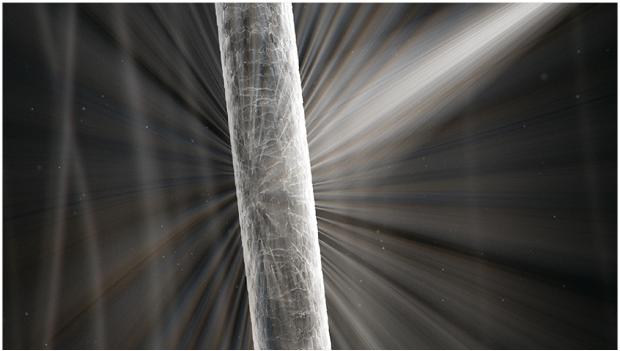 Close-up of healthy hair