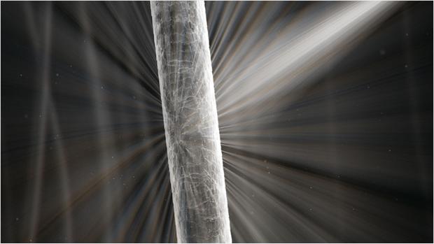 Close-up of healthy hair