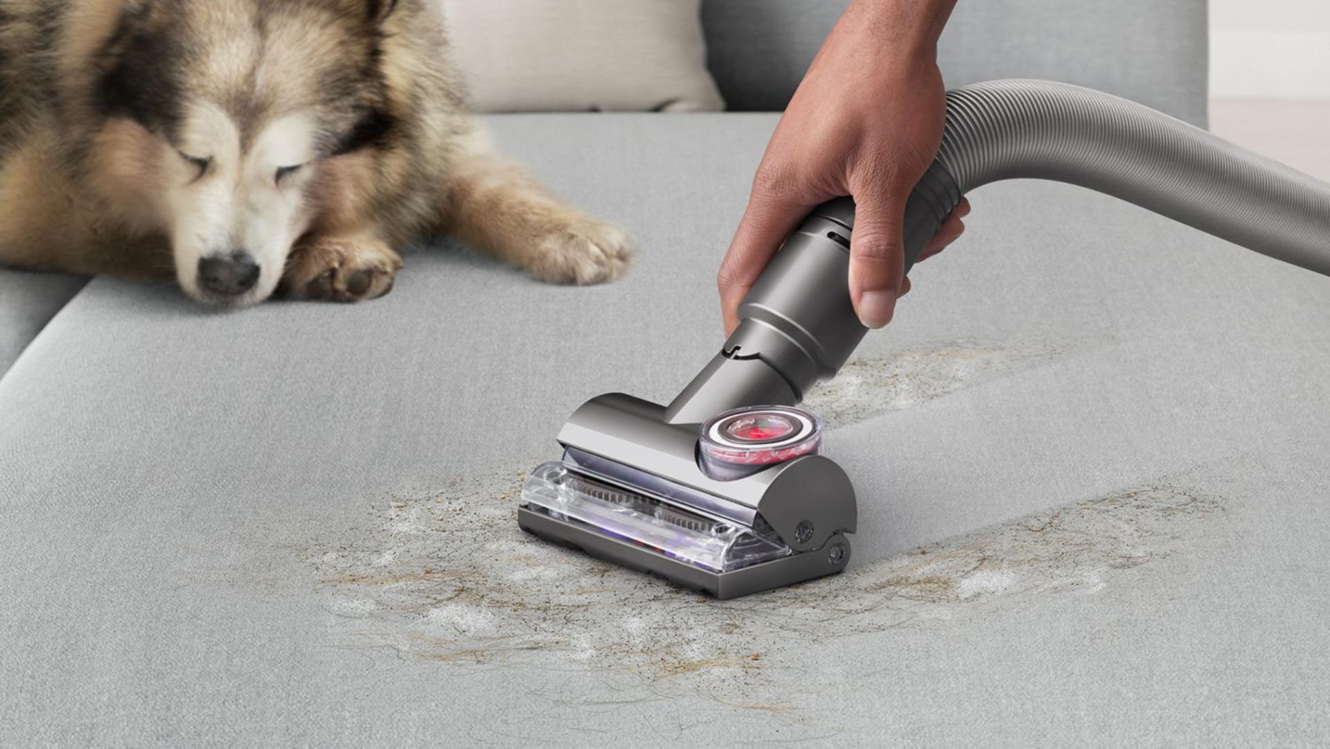 The Dyson Tangle-free turbine tool cleaning a sofa next to a dog