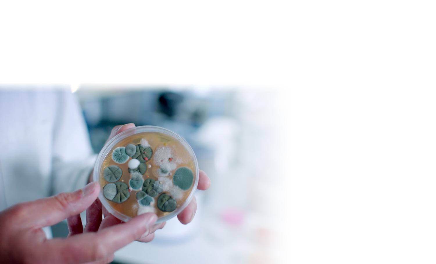 Video of the Dyson microbiology laboratory