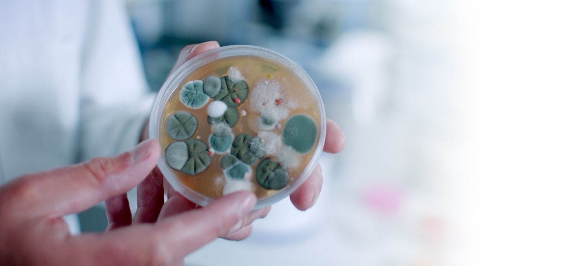 Video of the Dyson microbiology laboratory
