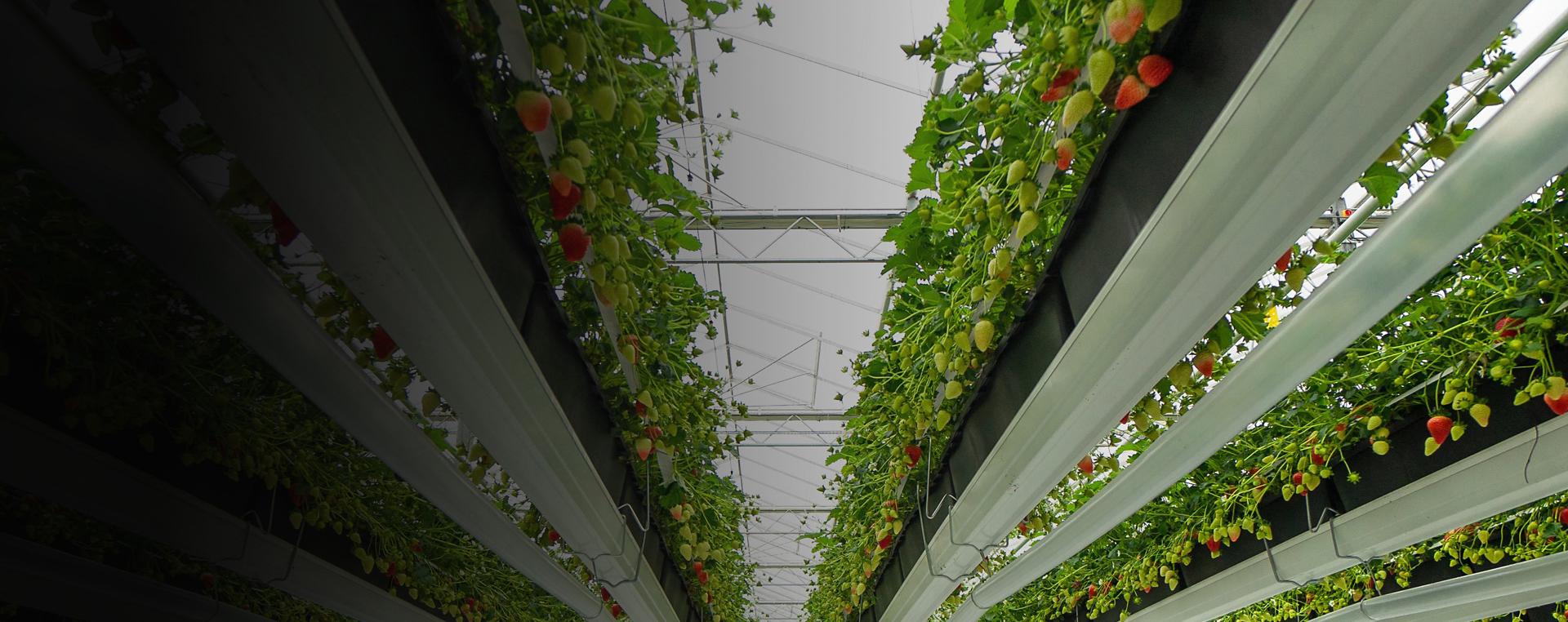 Rows of Dyson strawberries.