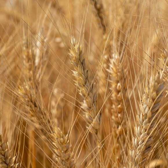 A field of barley on a Dyson farm.