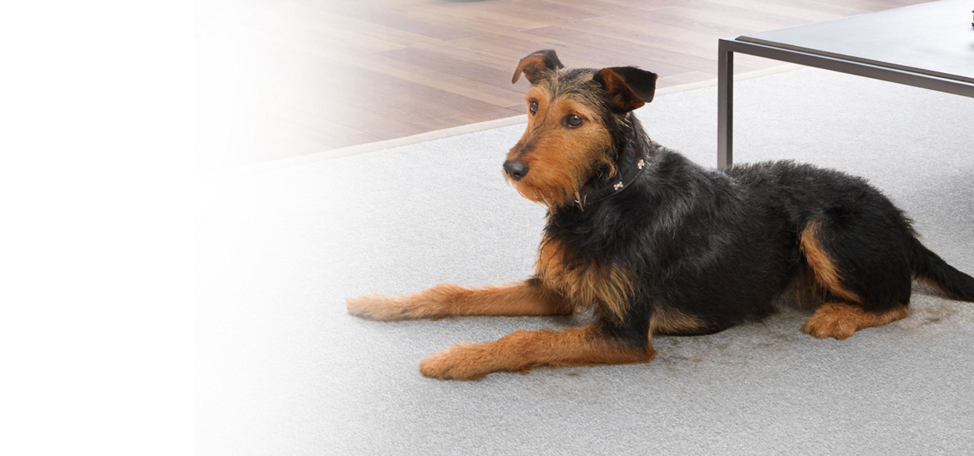 A wire-haired dog lying on a living room rug. 