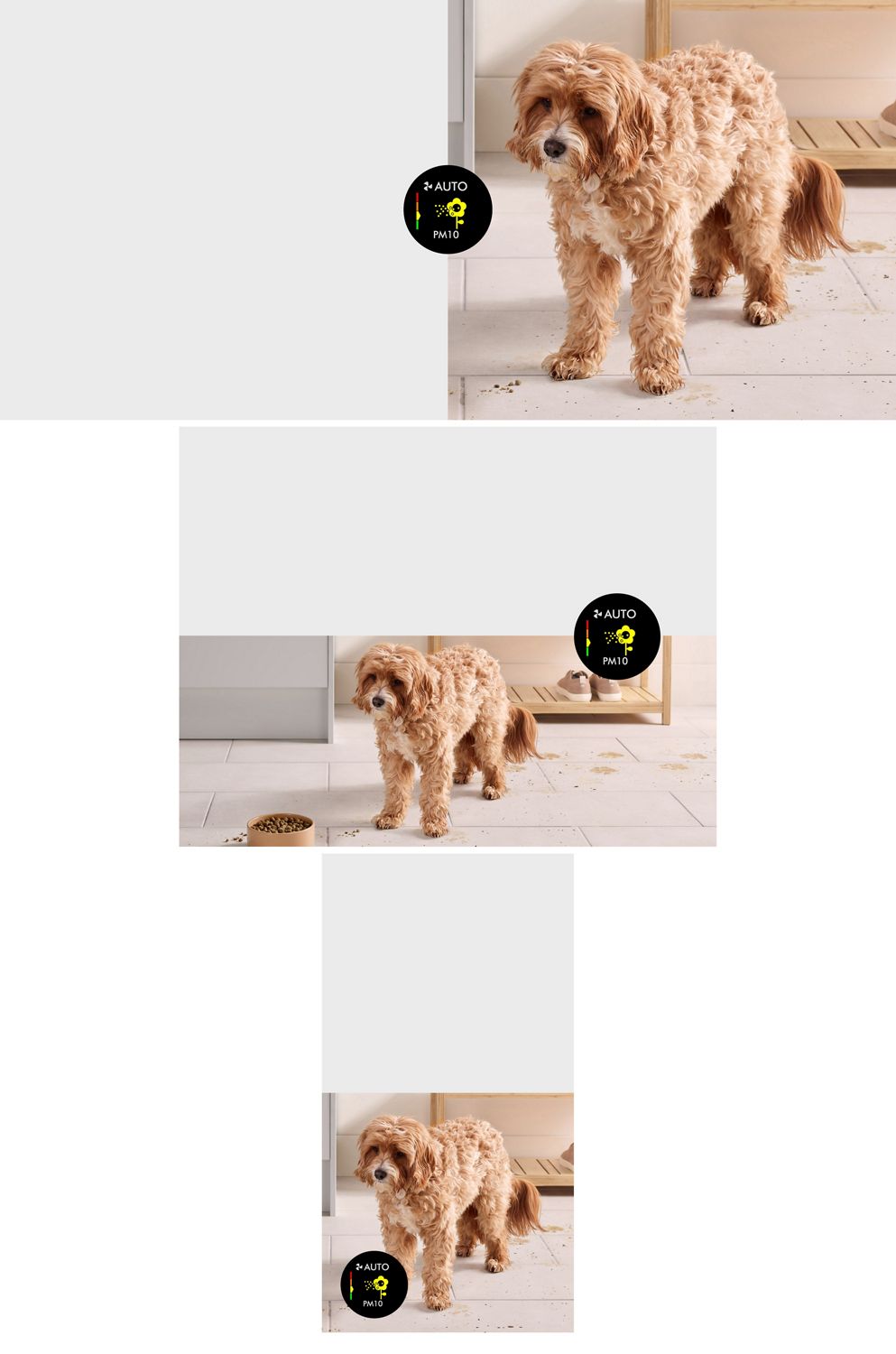 A dog stands in a hallway with dirt and debris on the floor around it. A dog stands in a hallway with dirt and debris on the floor around it.